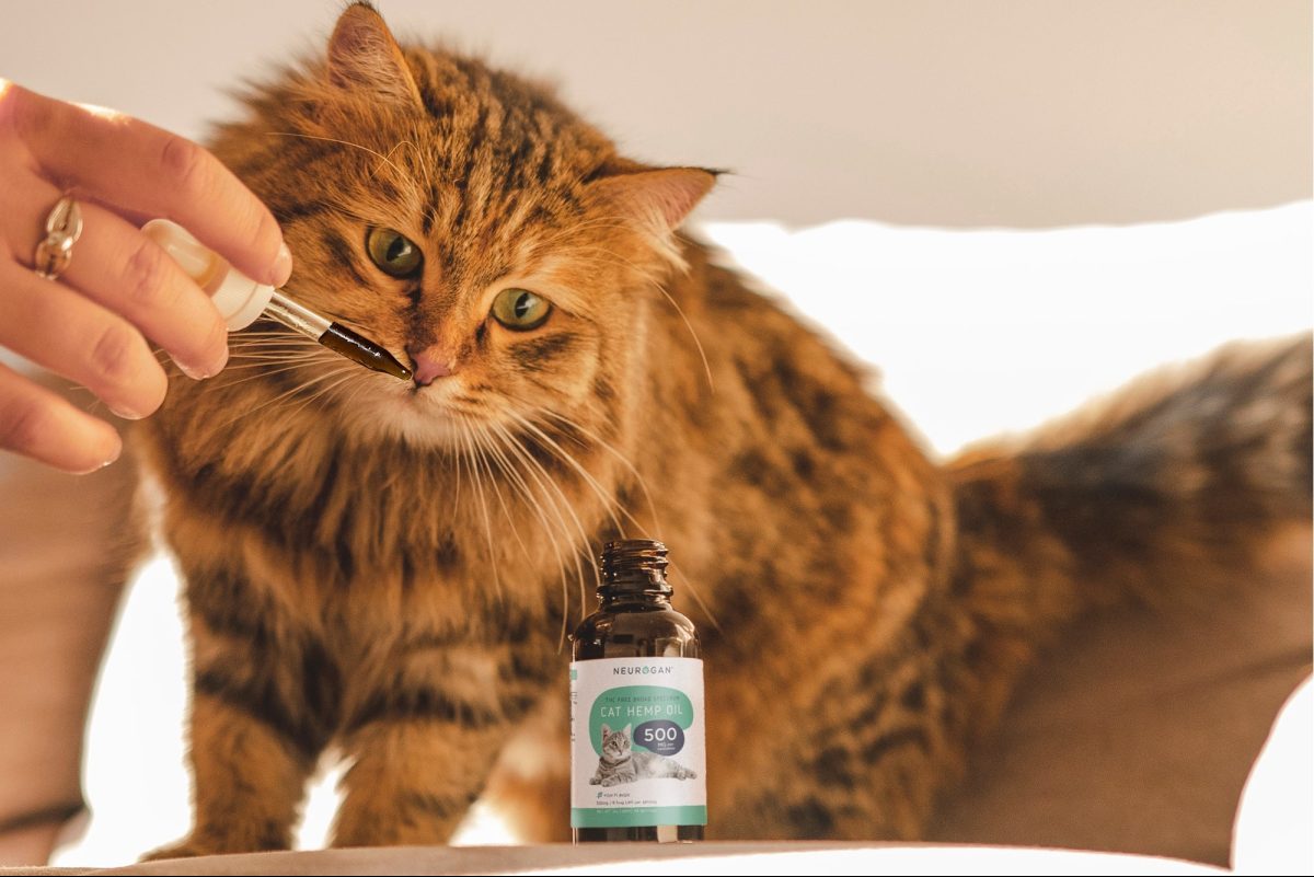 The Most Sought-After CBD Oils for Anxiety
